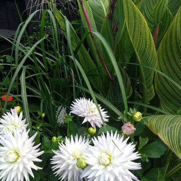 Sub-tropical scheme in Sevenoaks, 1st yr of planting