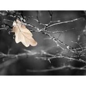 Phyllis Harkema's photo