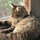 susan_miltner