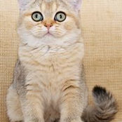 Ирина Сероглазова's photo