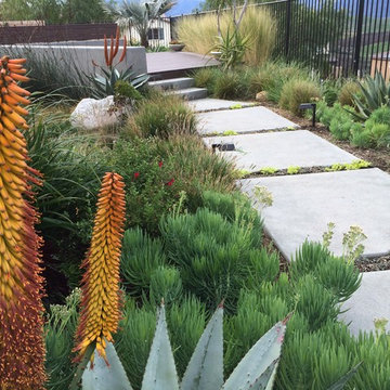 Ornamental Grass