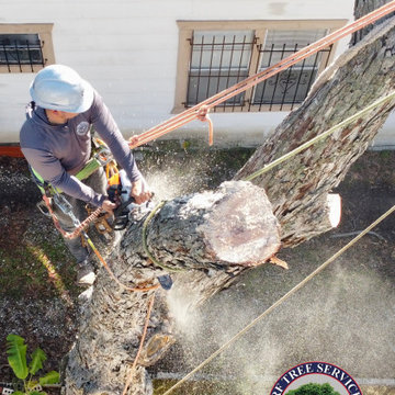East Downtown (EADO) Dangerous Tree Removal