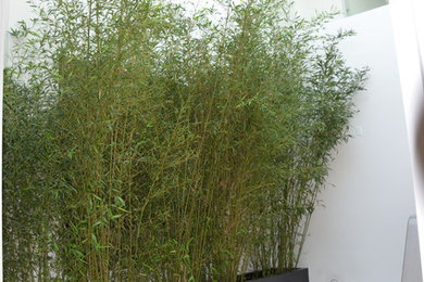 This is an example of an asian landscaping in Chicago.