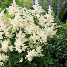 Garden:  Shrubs - small