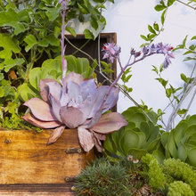 'corte esplendor' plant selection