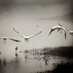 "Wood storks in Flight"  Nature Photographs Collection - Photographs