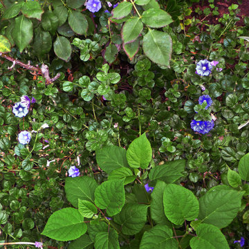 Aromatic Moon Garden
