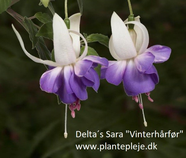 Fuchsia liste 2020 (her ses fotos af en mindre del af de fuchsia vi producere)