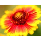 Sundra Denman's photo