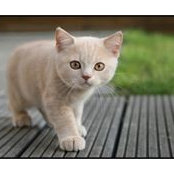 Jean Custon's photo