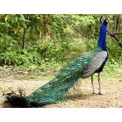 Salem Peacock's photo