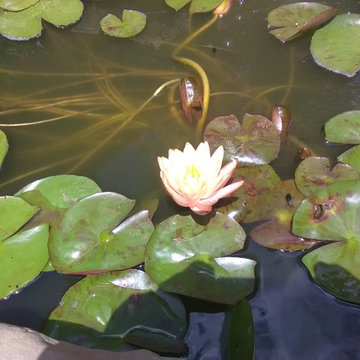 Pond Rebuild