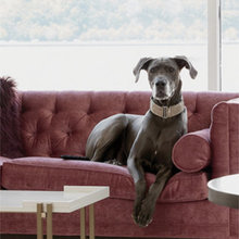 Dog glam