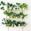 Pilea May Be Your Next Favorite Houseplant