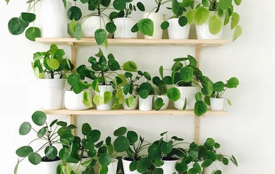 Pilea May Be Your Next Favorite Houseplant