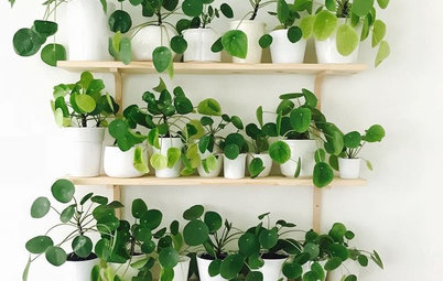 8 fikse og fine måder – sådan indretter du med stueplanter