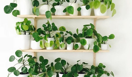 Pilea May Be Your Next Favorite Houseplant
