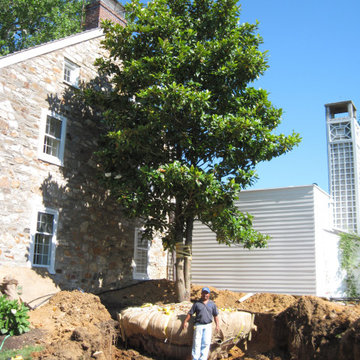 Tree Transplanting