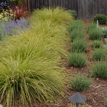 Lawn was replaced with diagonal plantings of drought tolerant grasses and perenn