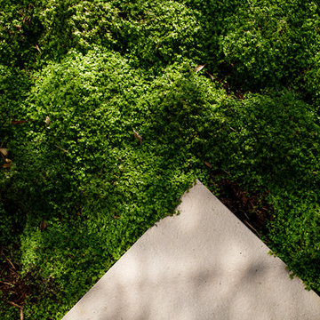 Garden  ||  Barnes 2