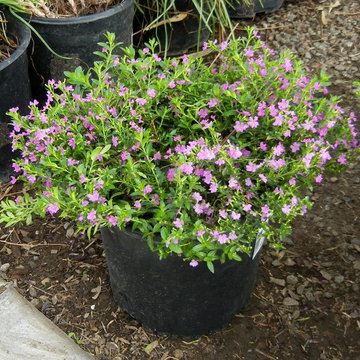 Colorful garden