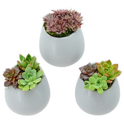 Contemporary Outdoor Pots And Planters by Arcadia Garden Products