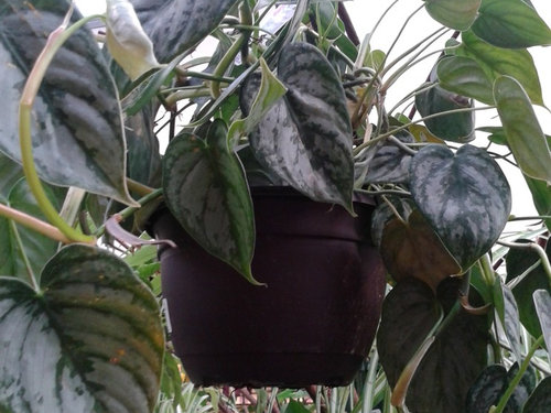 Does Anyone Have Experience With This Philodendron