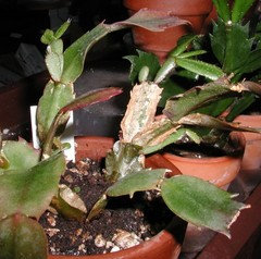 kaukasischer strauch efeu Kaukasischer Efeu (Hedera colchica 'Dentata Variegata') | Fertighecke 180  cm