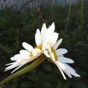 Gale Moore's photo