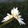 gale_moore