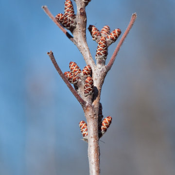 Rhus aromatica ‘Gro-Low‘