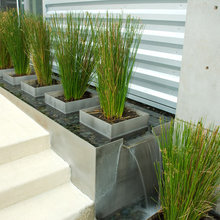 outdoor plants