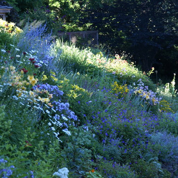 Predominantly blue perennial garden on slope