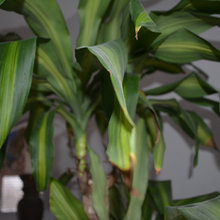 Corn Plant
