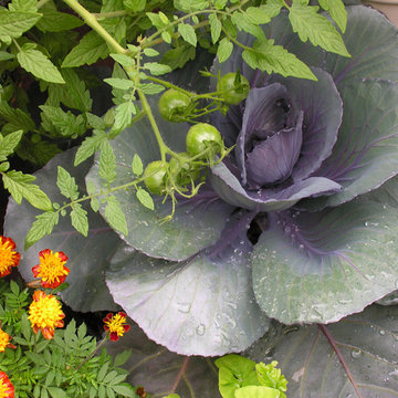 Container plantings and Edible container plantings | Artistry Landscaping Design