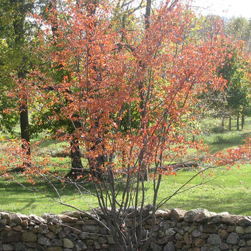 Fall Color Fun