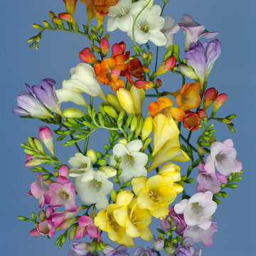 Freesia