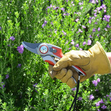 Pruning Trees
