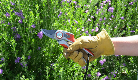 Key Pruning Terms to Help You Shape Up Your Garden