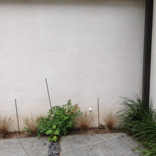 Bamboo