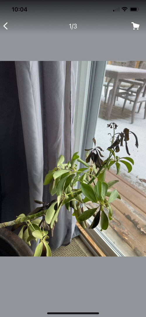 Progression of a dying Umbrella Plant. Please help!