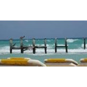 Lindsey Feldt's photo