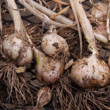 garlic harvest