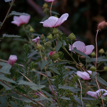 Pavonia hastata