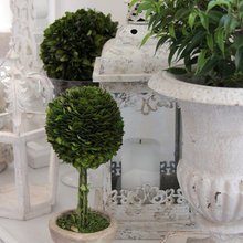 plants