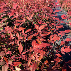 Current Featured Plants - Products