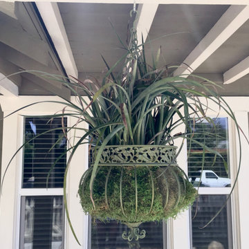Bromeliad hangs above front porch