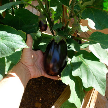 JD Garden, Hillsborough