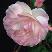 Poppy Grays foto
