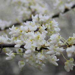 Native Flowering Trees - Products